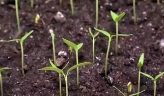 萝卜种完后的花花世界