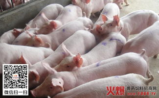 猪癞皮病防治技巧