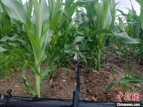 盐碱地养花秘籍：玉米肥养花，神奇效果！
