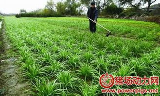 韭菜富含多种营养成分，可防治猪的多种疾病