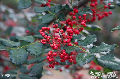 ran后我们要用药剂来防治。