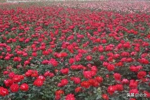 月季分类， 多样美观