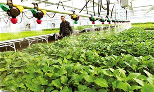 五、浇水与养护