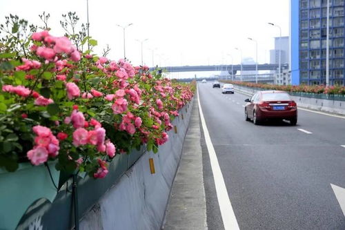 网红杭州高架月季， 吸引了众多游客