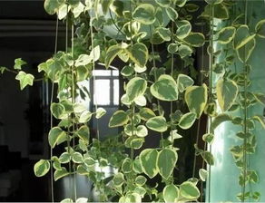 水培花叶蔓长春，养护秘籍大公开！