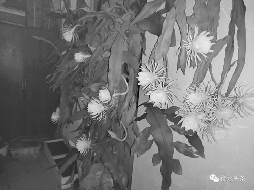 昙花绽放，为何独此一夜