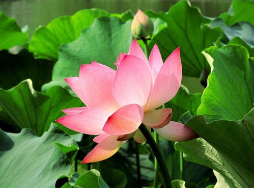 花卉中的宝藏：既嫩入药又具显著药用价值