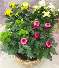 阳台花草的“寓意吉祥”