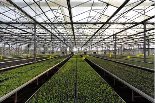 移栽前30天黄金期：提前准备， 提高成活率