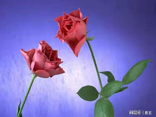 29朵玫瑰花代表什么寓意？如何用29朵玫瑰表达特别的情感