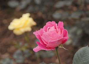 玫瑰花含苞待放的美丽