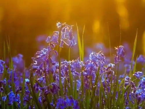 勿忘我——浪漫的承诺