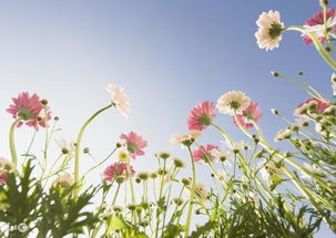 黄金菊与向日葵的完美结合