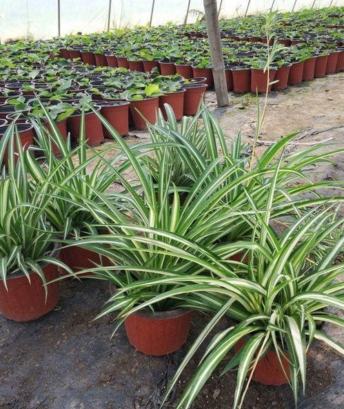 补光神器， 光照秘籍