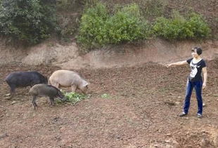 泸州业主因野猪香猪滞销，面临销售难题