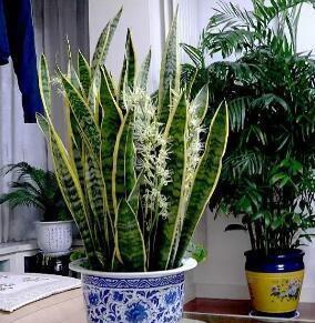 虎皮兰：锦化品种美如画