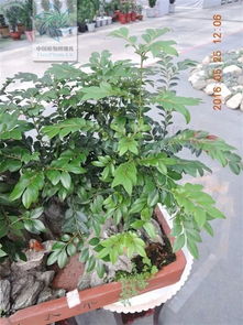 温度控制实践：温度对幼苗生长的影响