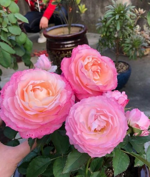 立秋前的准备， 秋剪折枝时机