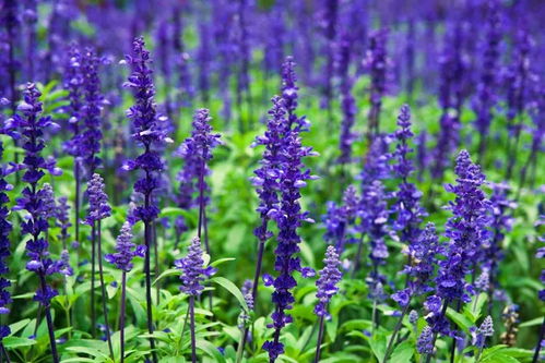 去年在云南花卉市场调研发现：