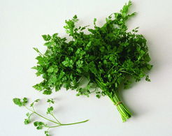 香菜，那香味浓郁的“小精灵”
