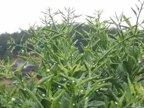 使用草甘膦， 注意以下几点