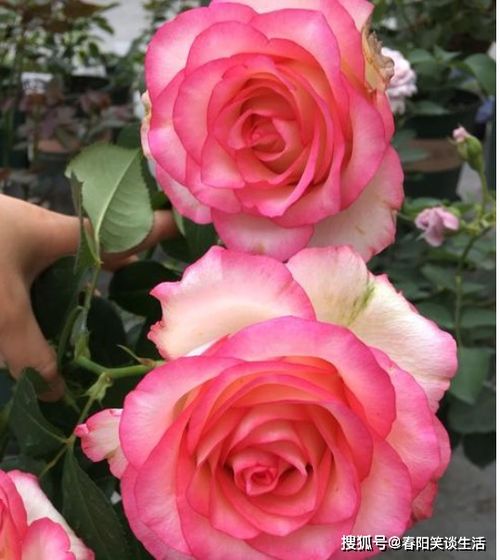 月季花上的蚂蚁问题