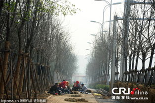 常见行道树：黄葛树和香樟树