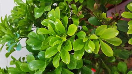 养护得当， 清香木仍是优秀居家绿植