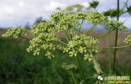 土壤准备，不嫩马虎