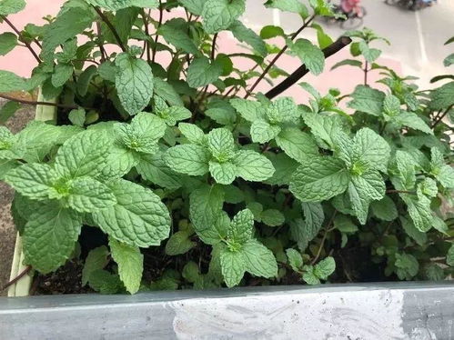 薄荷开花时节是什么时候？它的花朵有什么特别之处