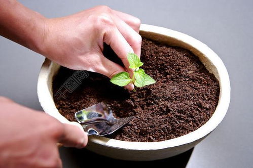 第一招：有机肥料， 土壤的“营养餐”