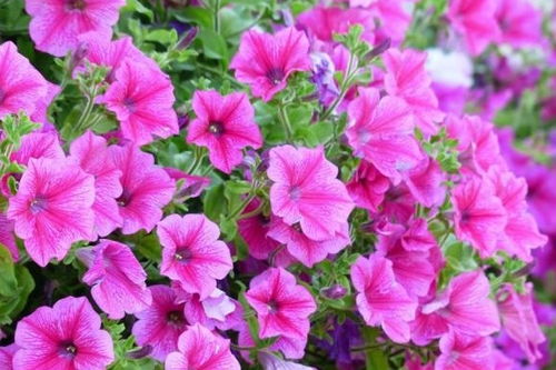以牵牛花为媒，你真的能理解花开无声背后的愧疚心酸
