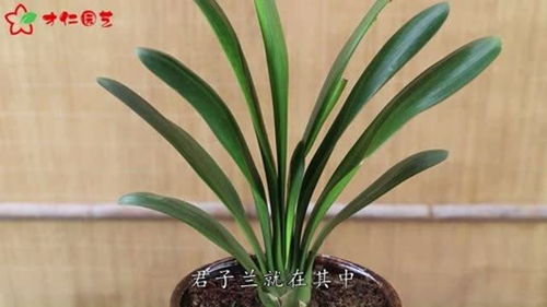 君子兰花施肥，如何选择合适的肥料