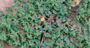 猫尾草：一种具有清热解毒、利湿消肿功效的草本植物