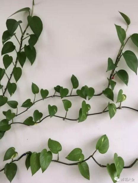 教室里的春天韵味