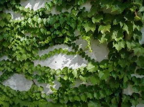 爬山虎叶子：夏日高温的克星