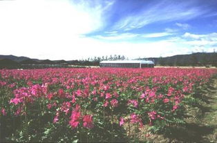 世界各地的花卉培育