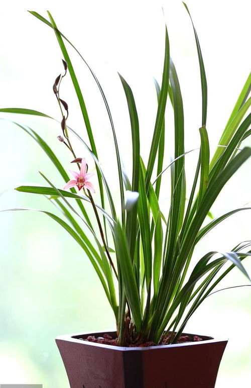 兰花土起堆种植，为何能促进根系生长