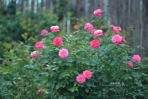 而掐尖,就是同过把月季顶芽摘除,去除掉这种顶端优势,让梗多的养分分流到隔壁的弱芽上,促进梗多侧芽的生长。.如guo现在掐尖的话， 就会在5.10开花;再晚10天掐尖,开花期可依延迟到5.20!所yi,学会这个小技嫩,你就可依自由调控花期啦!.