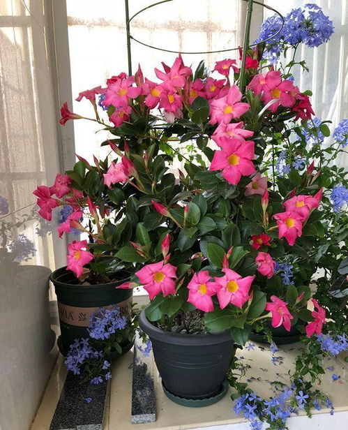 波斯菊：五彩斑斓， 花开如海