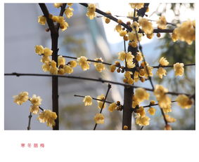 什么是“十二寒冬腊梅红”