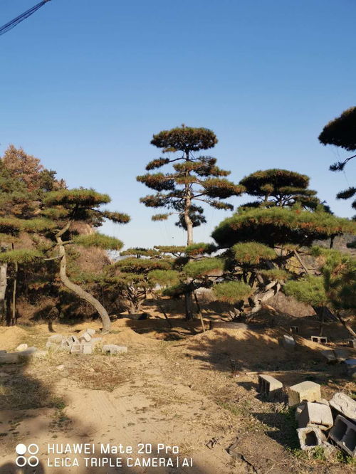 价格比较：20公分黑松与10公分松树的差距