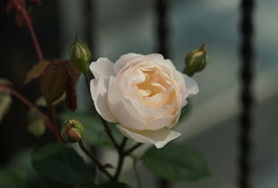 花朵的美妙之处