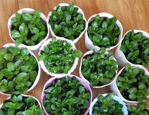 海鲜壳骨粉肥， 三角梅花开翻倍