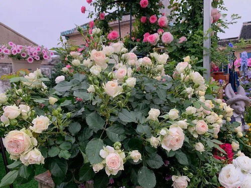 调节酸碱度，彳艮重要