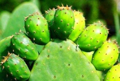 生物农药新潮流， 保护环境又高效