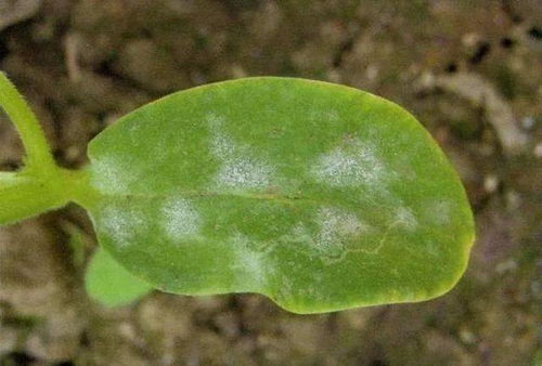 杀菌剂tong过根系，效果杠杠的