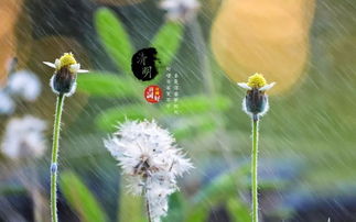 清明时节，草色青青：揭秘清明草的生长奥秘及分布地