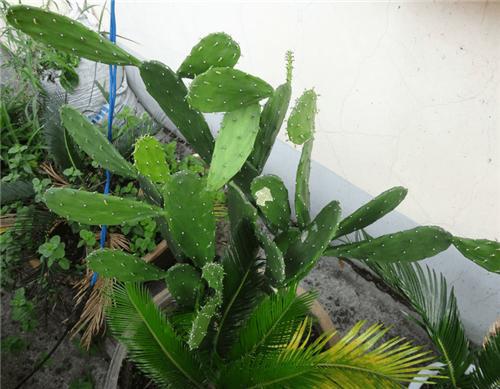 光棍树的疾病防治