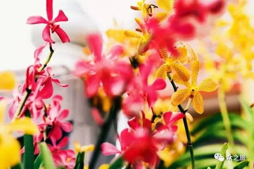 想种石斛却不知从何下手？最全石斛种植方法揭秘